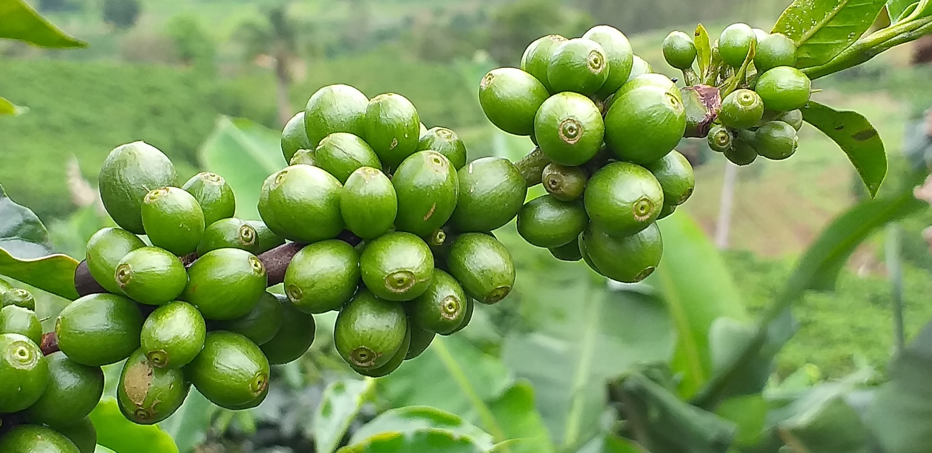 Rural em Carangola