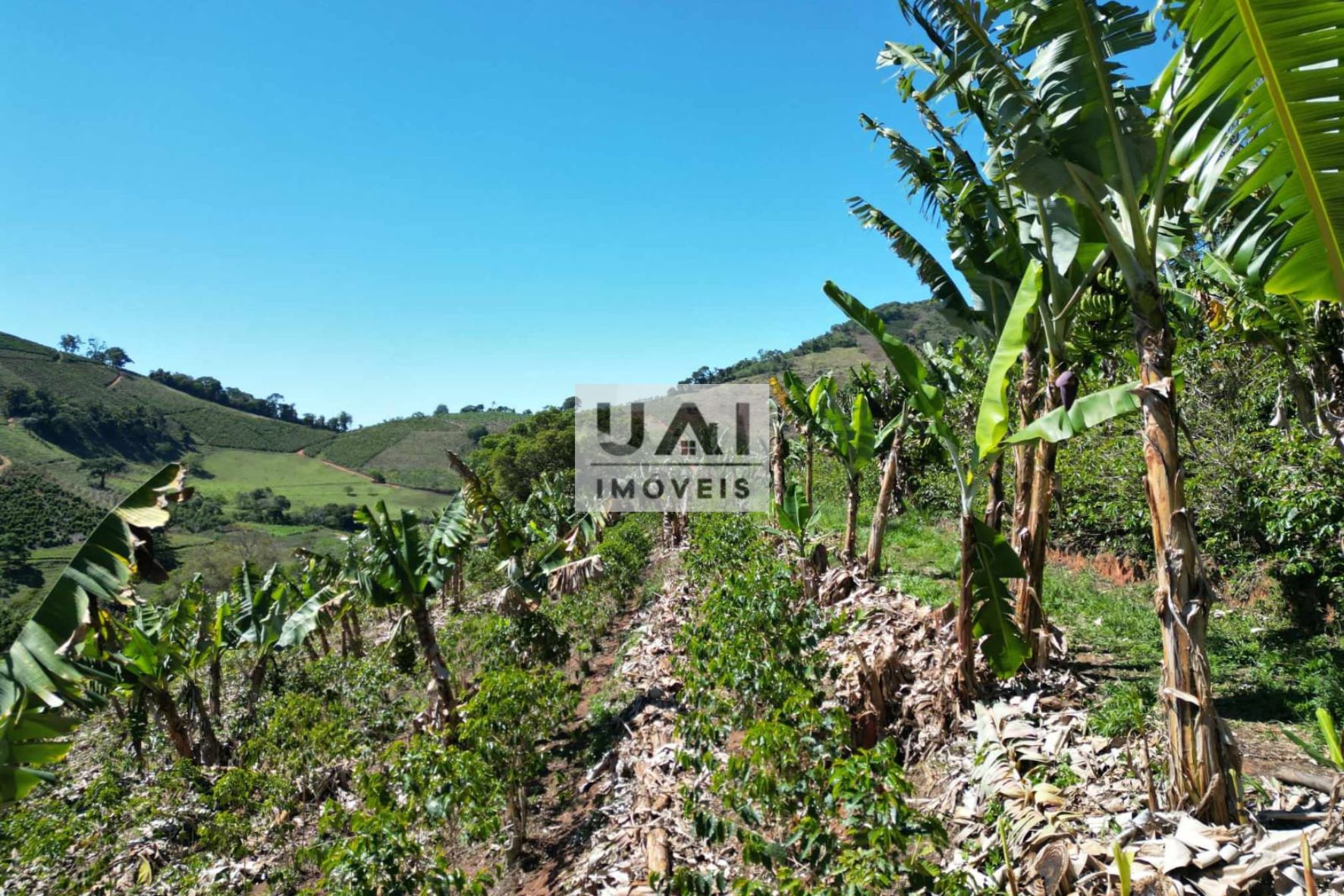 Rural / Chácara no Pitangueira — foto 4