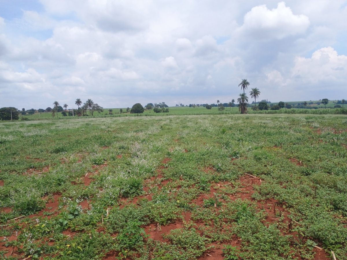 Rural em Artur Nogueira