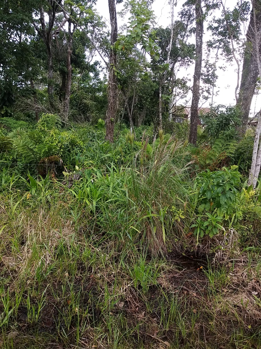 Terreno em São Francisco do Sul